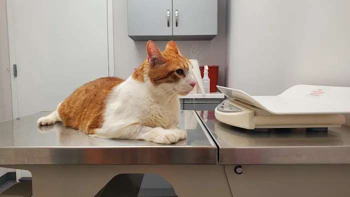 Greenpoint Veterinary Care Picture 4