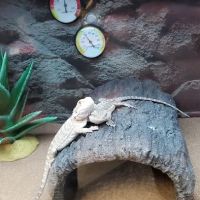 Petco ico