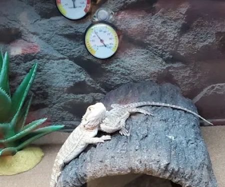 Petco
