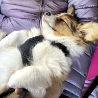 Veterinary Care Group - Greenpoint ico