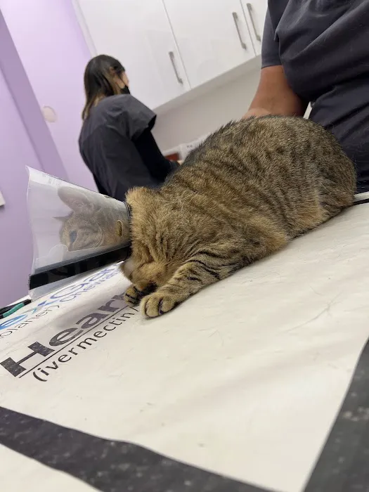 Veterinary Care Group - Greenpoint Picture 5