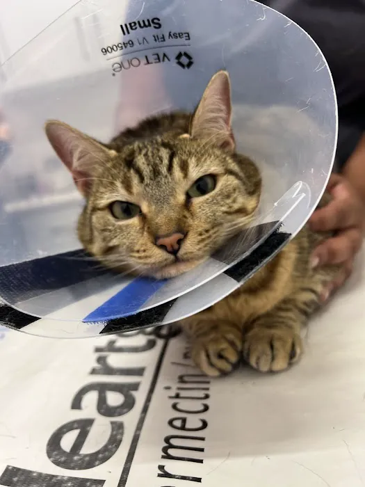 Veterinary Care Group - Greenpoint Picture 6