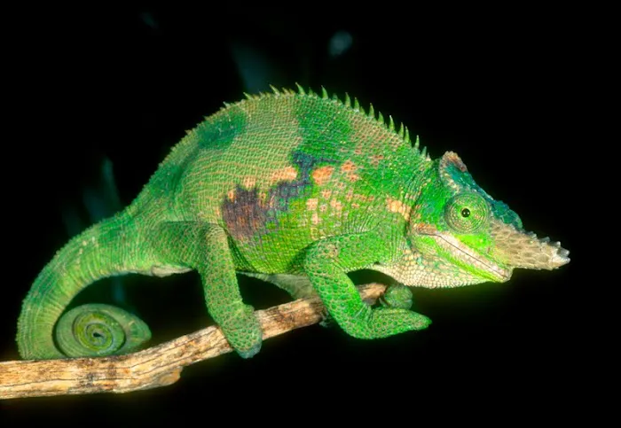 LLL Reptile & Supply Oceanside Picture 1