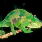 LLL Reptile & Supply Oceanside