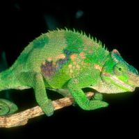 LLL Reptile & Supply Oceanside ico