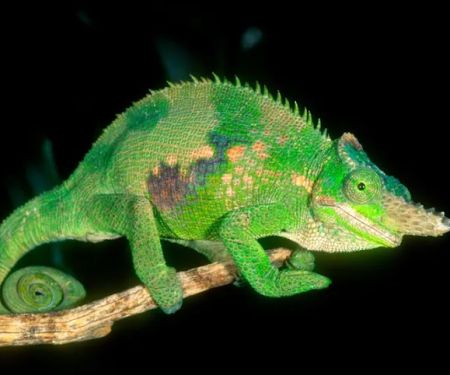 LLL Reptile & Supply Oceanside
