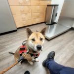 Williamsburg Animal Clinic