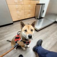 Williamsburg Animal Clinic ico