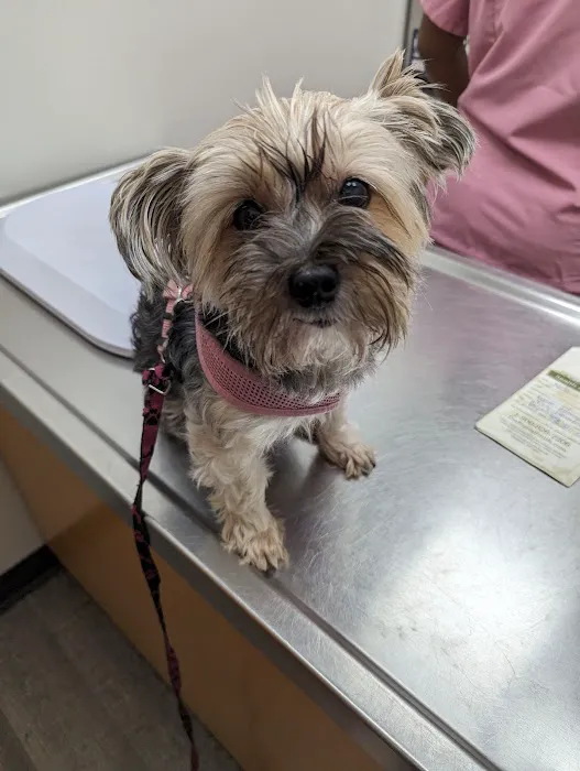 Williamsburg Animal Clinic Picture 2