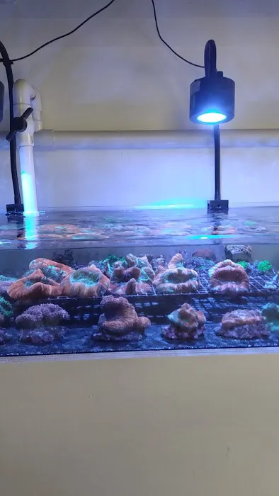 Nocturnal Reef - Tropical Fish and Coral Picture 2