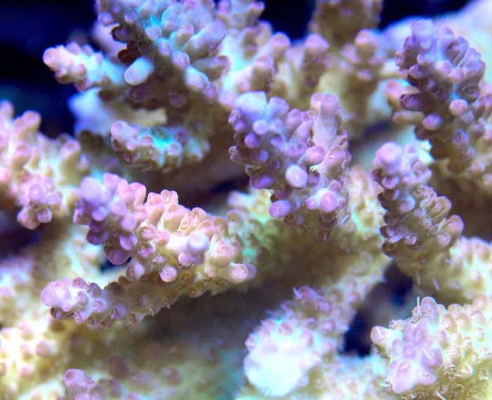 Nocturnal Reef - Tropical Fish and Coral Picture 1