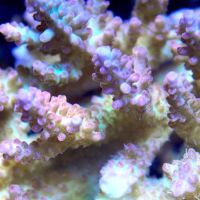 Nocturnal Reef - Tropical Fish and Coral ico