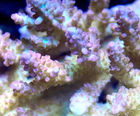 Nocturnal Reef - Tropical Fish and Coral