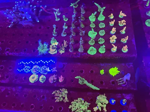 Nocturnal Reef - Tropical Fish and Coral Picture 3