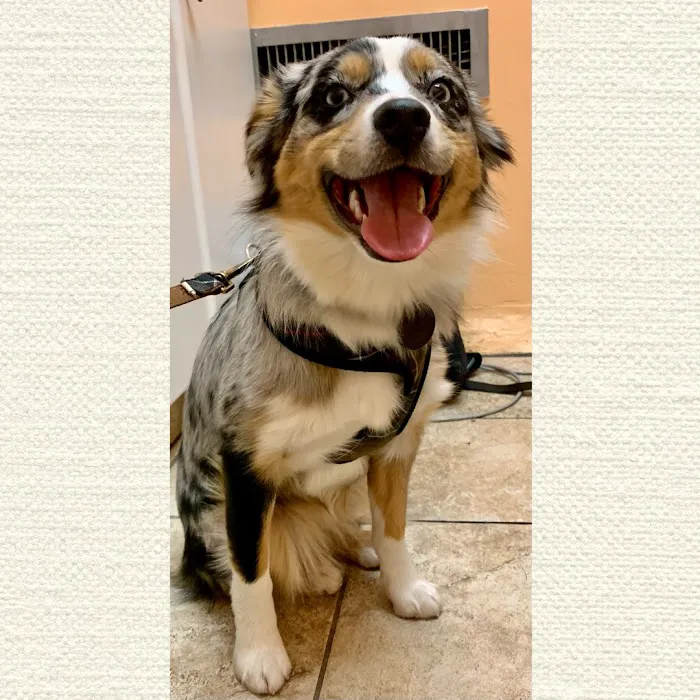 Kalvig and Shorter Veterinary Associates Picture 3