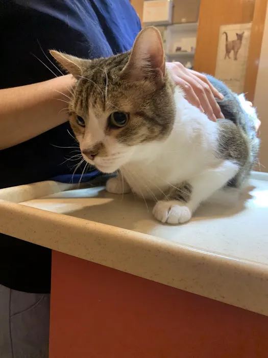 Animal Clinic of Queens Picture 3