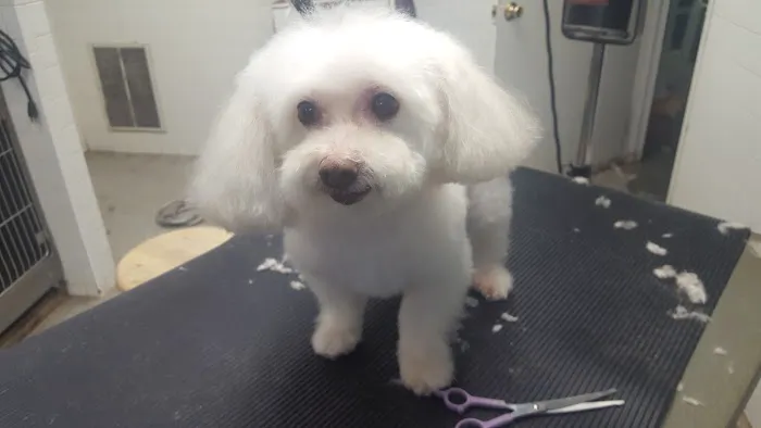 Animal Clinic of Queens Picture 4