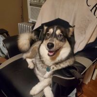 Animal Clinic of Queens ico