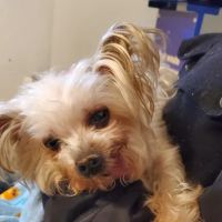 Ozone Park Animal Clinic ico