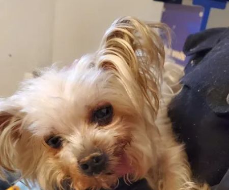 Ozone Park Animal Clinic