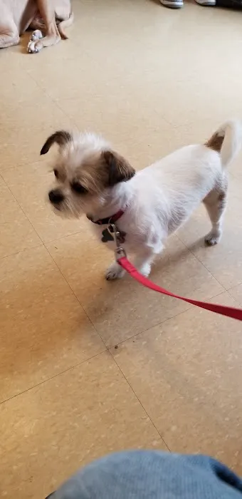 Ozone Park Animal Clinic Picture 2