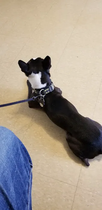 Ozone Park Animal Clinic Picture 4