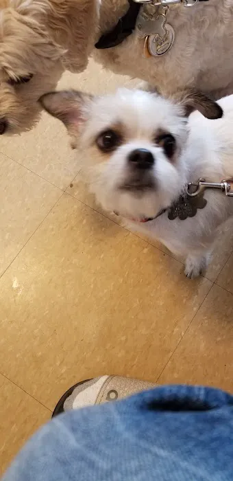 Ozone Park Animal Clinic Picture 6