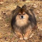 Richmond Hill Veterinary Care