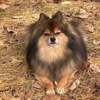 Richmond Hill Veterinary Care ico