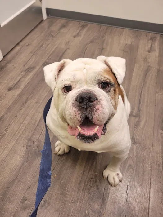 Endicott Animal Hospital Picture 5