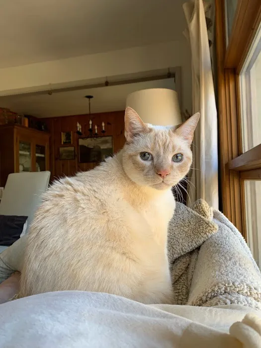 The Cat Doctor Picture 1