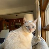The Cat Doctor ico
