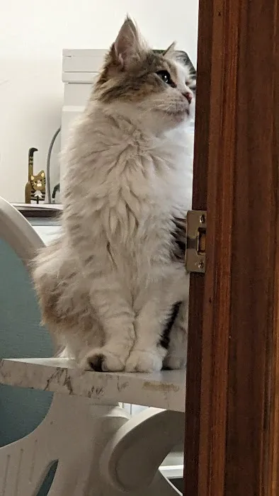 The Cat Doctor Picture 5