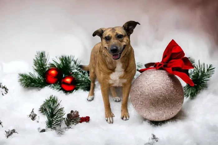 Fur and Feathers Veterinary Care Picture 1