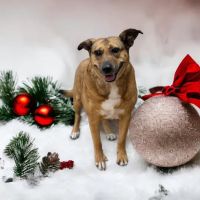 Fur and Feathers Veterinary Care ico