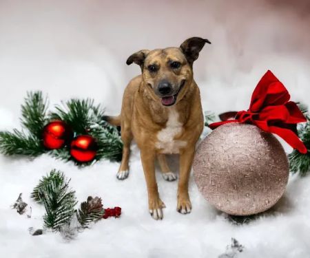 Fur and Feathers Veterinary Care