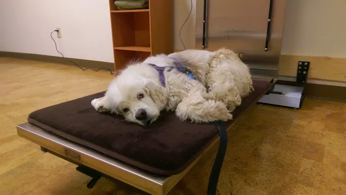 Fur and Feathers Veterinary Care Picture 4