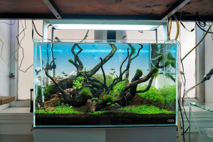 Aqua Forest Aquarium Picture 3