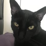 Chenango Animal Hospital: Gaylord Maureen DVM