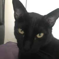 Chenango Animal Hospital: Gaylord Maureen DVM ico