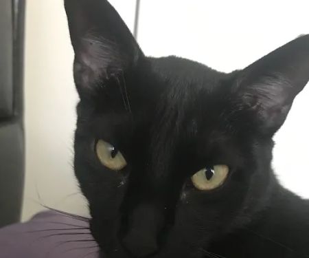 Chenango Animal Hospital: Gaylord Maureen DVM