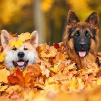Visiting Vet ico