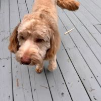 All Creatures Great and Small ico