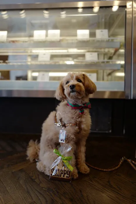 Le Marcel Bakery for Dogs Picture 2