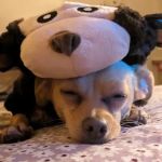 Woodlands Pet Shop