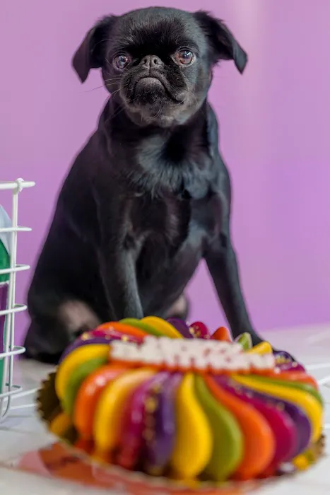 Mishka Dog Boutique Picture 3