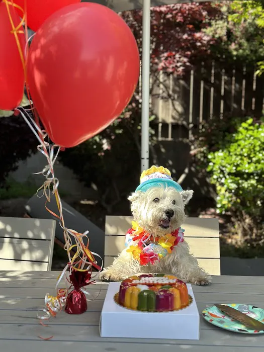Mishka Dog Boutique Picture 9