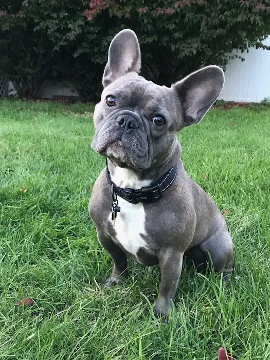 Senior Pet Vet Picture 3