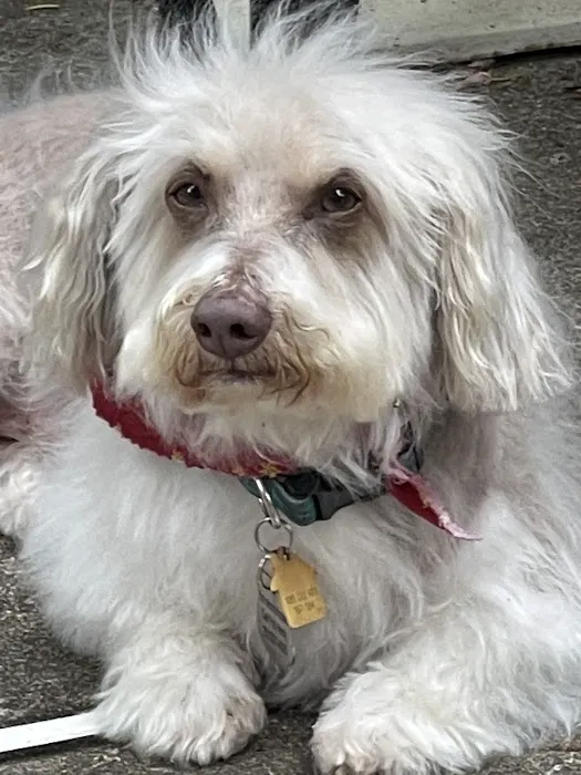 Senior Pet Vet Picture 6