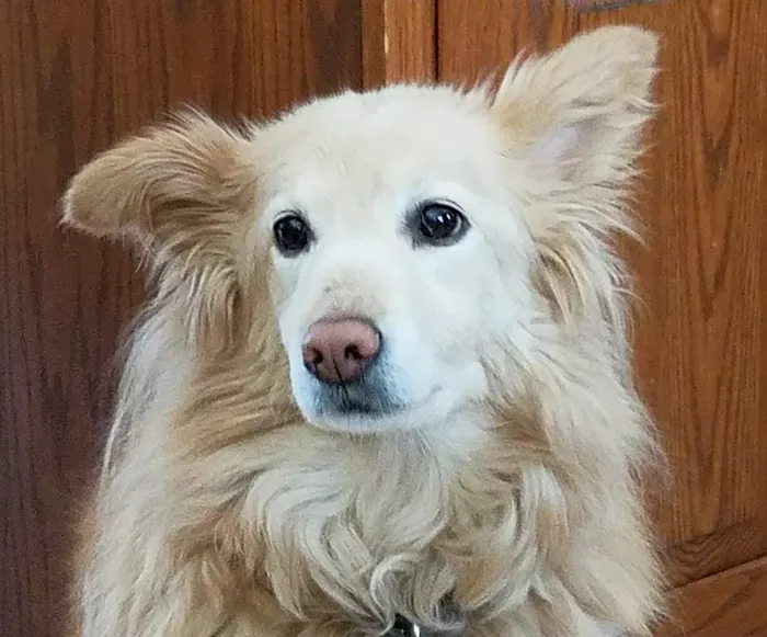 Senior Pet Vet Picture 8